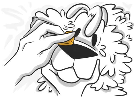 How to Clean Dog Eye Boogers?