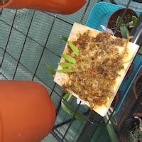 Buy Mounted Orchid Psygmorchis Pusilla Miniature Oncidium Online in ...