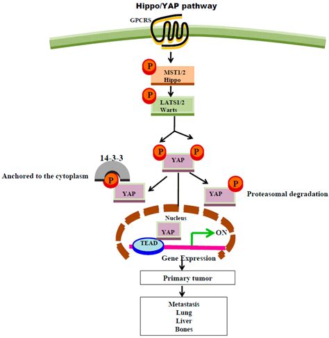 G Protein-Coupled Receptors in Cancer