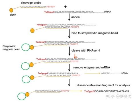 RNA Polya 的图像结果