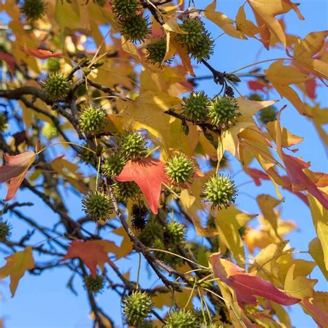 Liquidambar styraciflua - American Sweetgum | Western Star Nurseries