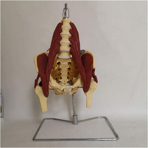 Anatomy Model Assembly Educational Model Anatomical Female Pelvis Model ...