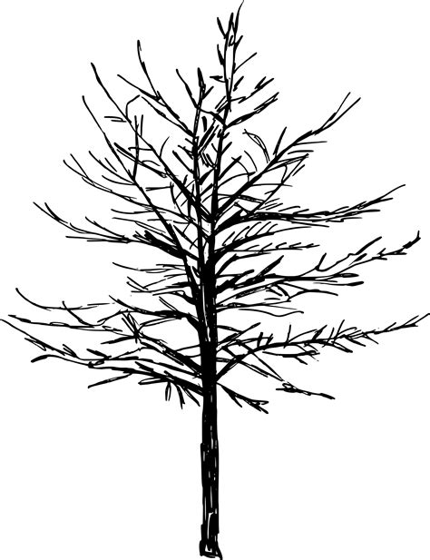 Image result for Tree Drawing Transparent Background