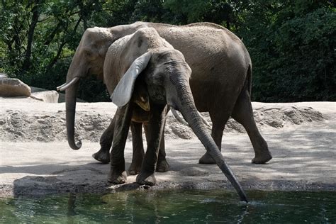 Pittsburgh Zoo & Aquarium Planning Future of Elephant Herd - Pittsburgh ...