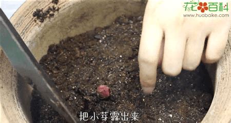 百合种球种植视频：在家怎么种百合 - 花百科