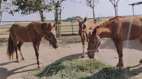 Mumbai: 4 Horses Made To Race On Western Express Highway Handed Over To ...