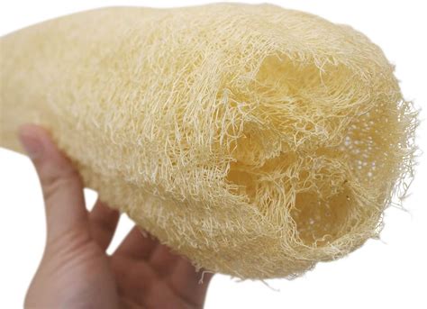 What Is The Best Loofah Sponge To Use at Roxann Canales blog
