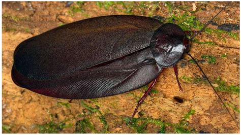 4 Largest Cockroach Species That You Might Want To See - WhatDeWhat