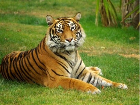 Did you know this national park has the highest number of tigers in ...