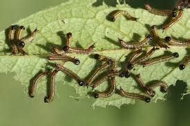 Effective Pest Management in Jamun Trees – Khethari