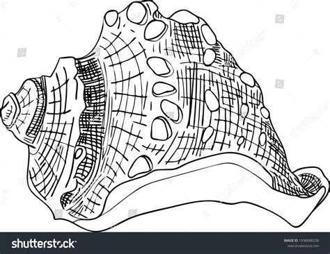 Image result for Simple Shell Outline