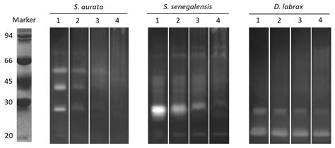 Partial Characterization of Protease Inhibitors of Ulva ohnoi and Their ...