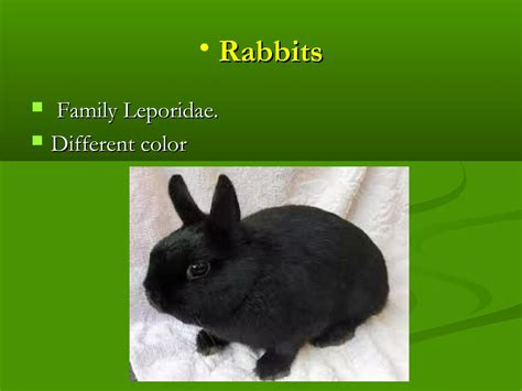 The rabbits / Presentacion de los conejos en ingles | PPT