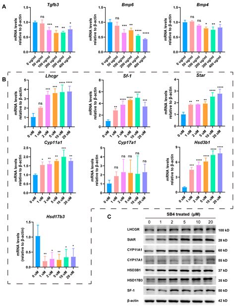 Lycium barbarum Glycopeptide Promotes Testosterone Synthesis and ...