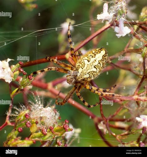 European Garden Spider, Cross Orbweaver, Cross Spider (Araneus ...