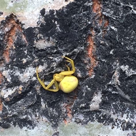 Found a bright yellow spider : r/pics