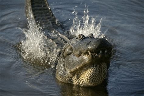 Image result for Exploding Alligator GIF