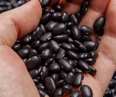 How to grow black beans at home and get a bumper harvest | Homes and ...