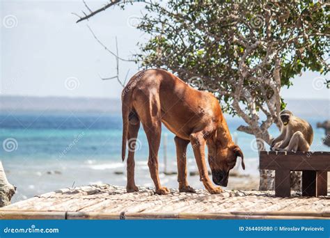 Friendship between Monkey and a Dog Stock Photo - Image of animal ...