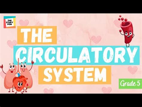 The Circulatory System Video Lecture - Year 6 Science