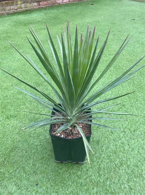 Yucca aloifolia - The Palm Grower