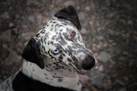 Free Images : white, animal, looking, fur, black, blue eye, eyes, spots, vertebrate, dalmatian ...