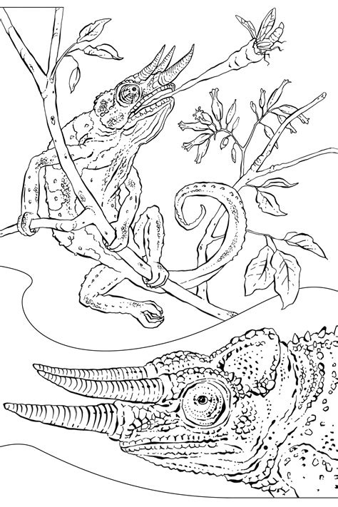 national geographic coloring pages #5632982 | Clipart Library