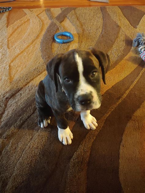 Cane Corso Boxer Mix Puppies