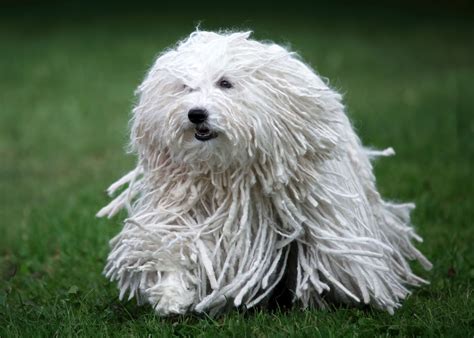 Big Fluffy White Dog Breeds