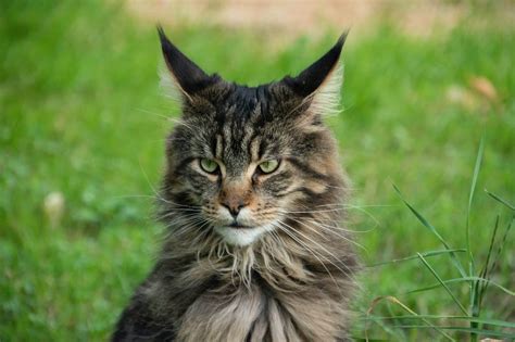 Meet The Friendliest Cat Breeds - Animals Around The Globe