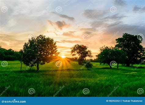 Sunset Ray with Green Fields Stock Image - Image of country, land: 98292253