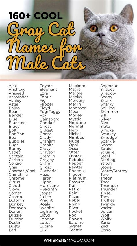 Cute Names For Cats Male