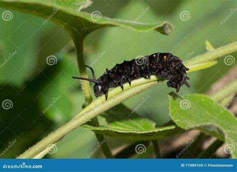 Pipevine Swallowtail Caterpillar Stock Image - Image of natural, black ...