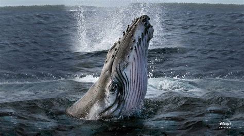 JioHotstar - Watch TV Shows, Movies, Specials, Live Cricket & Football