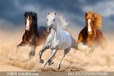 沙尘中奔跑的三匹骏马摄影高清图片_大图网图片素材