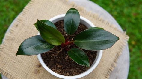 Image result for Automatic Watering System Using Arduino