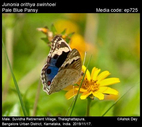 Junonia orithya | Butterfly