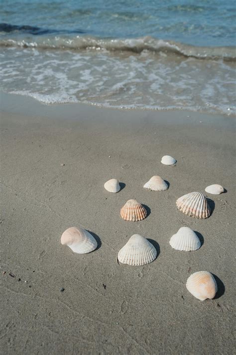 Image result for Beach Sea Shells