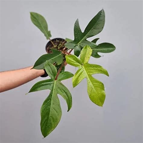 PlantaZee Green Syngonium - Air Purifying Oxygen Providing Indoor Plant ...