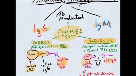 Image result for Coombs Test Positive vs Negative