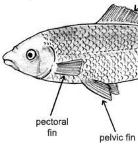 What is the shape of the body of a fish called - Brainly.in