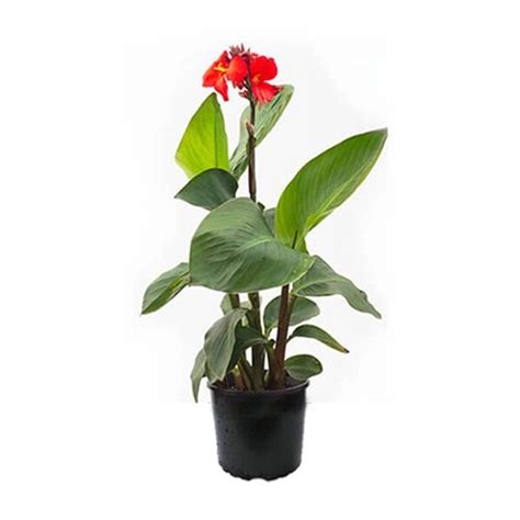 Buy Canna Plant Online | Canna Plant Online