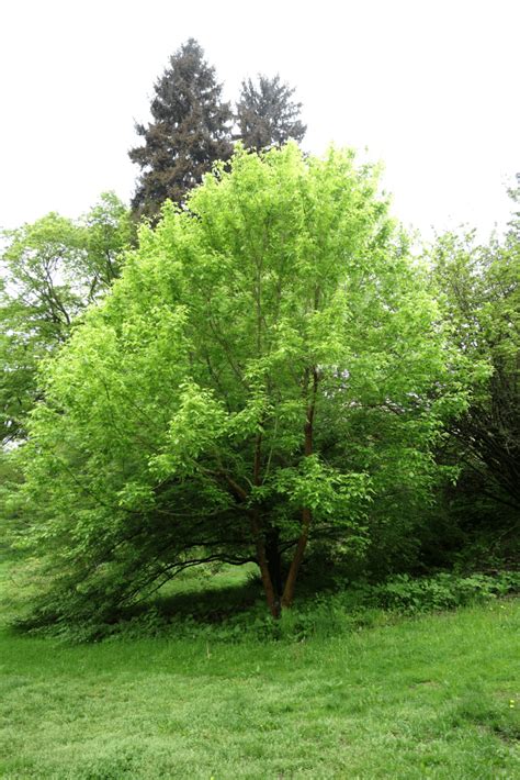 Image result for What Is Box Elder Tree