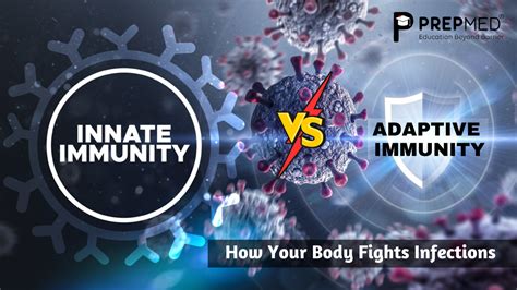 Image result for Two Types of Adaptive Immunity