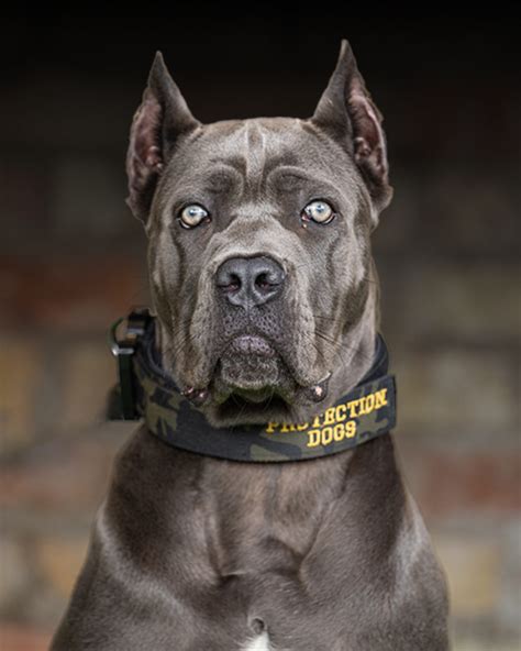 Protection of Lab Dog 的图像结果