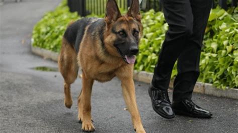 Joe Biden's dog Commander removed from White House after biting staff ...