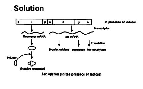 Image result for Lac Operon Flow Chart