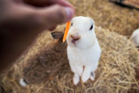 Can Rabbits Eat Carrots? - Every Bunny Welcome