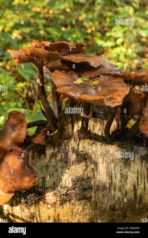Fungi erupting out of a fallen Birch tree trunk, synonym for death ...