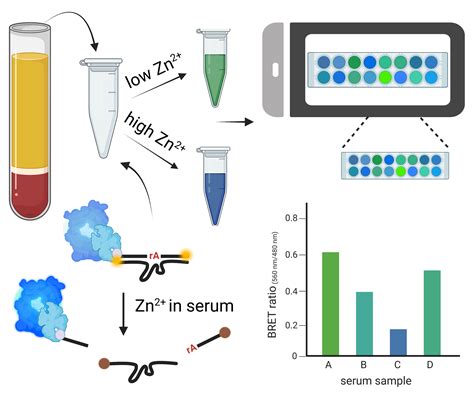 Ratiometric Detection of Zn2+ Using DNAzyme-Based Bioluminescence ...